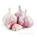 Best Sale Fresh 5.5cm Red Garlic